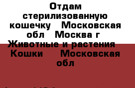 Отдам стерилизованную кошечку - Московская обл., Москва г. Животные и растения » Кошки   . Московская обл.